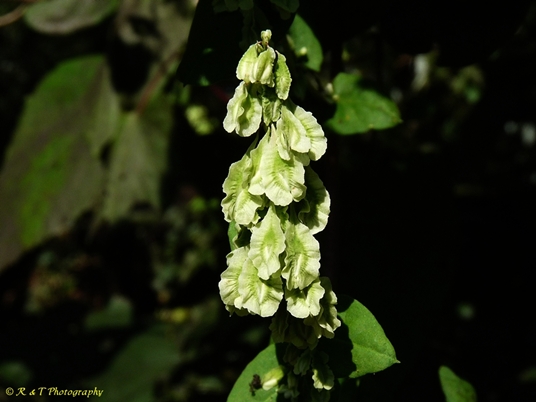 {Fallopia scandens}